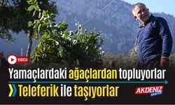 DEFNEYİ DAĞ YAMAÇLARINDAN TOPLUYORLAR, TELEFERİKLE TAŞIYORLAR