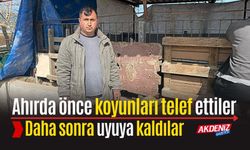 OSMANİYE'DE KOYUNLARI TELEF ETTİLER, AHIRDA UYUYA KALDILAR