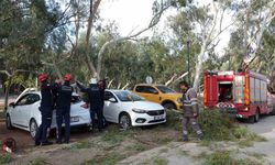 Rüzgar nedeniyle devrilen ağaç iki otomobile zarar verdi