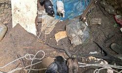 7 Can Kurtarıldı: Antalya İtfaiyesi Kuyuya Düşen Yavruları Çıkardı