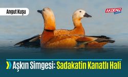 Argo Değil, Aşkın Simgesi: Sadakatin Kanatlı Hali ANGUT KUŞU