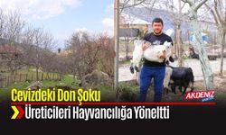 Cevizdeki Don Şoku Üreticileri Hayvancılığa Yöneltti