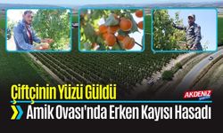 Amik Ovası'nda Erken Kayısı Hasadı Çiftçinin Yüzünü Güldürdü