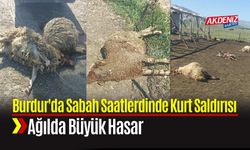 Burdur'da Ağıla Giren Kurtlar Büyük Hasar Yarattı