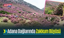 Adana Dağlarında Zakkum Büyüsü  Dağları Renklendirdi