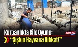 Kurbanlıkta Kilo Oyunu: “Şişkin Hayvana Dikkat!”