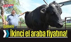 Kurbanlık 1,2 Tonluk Boğa, Alıcısını Bekliyor