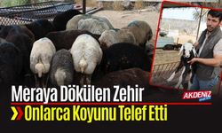Meraya Dökülen Zehir 77 Koyunu Telef Etti Kuzular Annesiz Kaldı