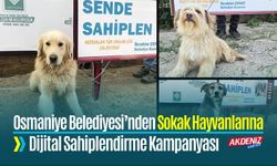 Osmaniye Belediyesi’nden Sokak Hayvanlarına Dijital Sahiplendirme Kampanyası