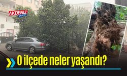 Osmaniye’de fırtına ağaçları kökünden söktü
