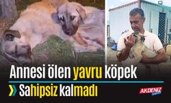 Yavru Köpeğin Umutsuz Bekleyişine Hayvanseverler El Uzattı
