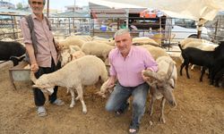 4 Boynuzlu Koçlar Kurban Pazarında İlgi Odağı Oldu