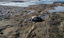 Antalya’da Başı Kesilmiş Caretta Bulundu