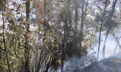 Dörtyol'da Orman Yangını Kontrol Altına Alındı