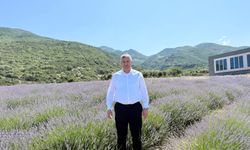 Osmaniye'de Kadın Kooperatifi Lavanta Bahçesi Açıyor
