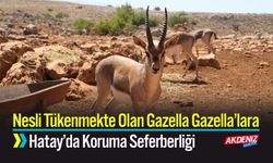 Hatay’da Nesli Tükenmekte Olan Gazella Gazella’lara Koruma Seferberliği