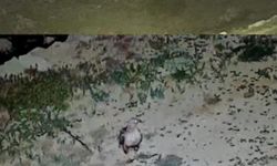 Gazipaşa Yaylası'nda Vahşi Doğa Eve Yakınlaştı