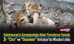 Galatasaray'ın Şampiyonluğu Aslan Yavrularına Yansıdı: "Ciro" ve "Osimhen" Antalya'da Maskot oldu