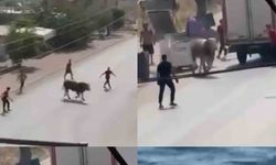 Kaçan boğa ortalığı bir birine kattı, küçükbaş hayvan ise denize atladı ve kurtulamadı