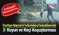 Kurban Bayramı’nda Adana Sokaklarında Koyun ve Keçi Koşuşturması