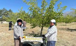 Kadın Emeğiyle Toplanıyor, Taze ve Kurutulmuş Olarak Pazarlanıyor