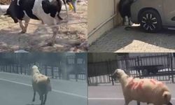 Kurbanlıklar firar etti ama sonunda yakayı ele verdiler