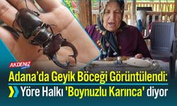 Adana’da Geyik Böceği Görüntülendi: Yöre Halkı 'Boynuzlu Karınca' diyor