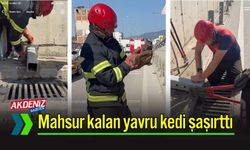 Osmaniye'de Yavru Kedi Bakın Nereden Çıktı