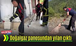 Osmaniye'de Doğalgaz Panosuna Yılan Girerse!