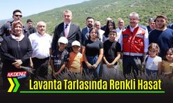 Osmaniye'de Çocuklar, Lavanta Hasadı Yaptı