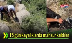 Kayalıklarda 15 Gündür Mahsur Kalan Keçiler Kurtarıldı