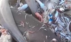 Mersin Açıklarında Köpekbalığı Paniği: Valilikten Flaş Açıklama