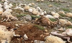 Tunceli'de Yaylaya Yıldırım Düştü: 200 Koyun Telef Oldu