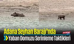 Adana Seyhan Barajı’nda Yaban Domuzunun Serinleme Taktikleri