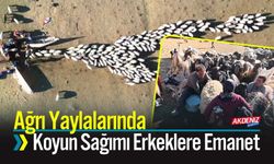 Ağrı Yaylalarında Koyun Sağımı Erkeklere Emanet