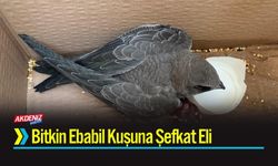 Bitkin Ebabil Kuşuna Şefkat Eli