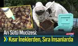 Arı Sütü Mucizesi: Kısır İneklerden Sonra Sıra İnsanlarda