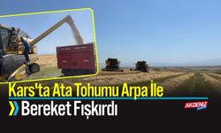 Kars'ta Ata Tohumu Arpa İle Bereket Fışkırdı