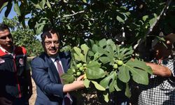 Aydın Valisi Canbolat, Buharkent'te İncir Hasadına Katıldı