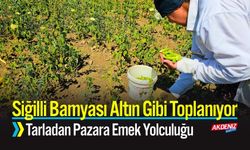 Siğilli Bamyası Altın Gibi Toplanıyor: Tarladan Pazara Emek Yolculuğu