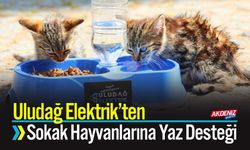 Uludağ Elektrik’ten Sokak Hayvanlarına Yaz Desteği