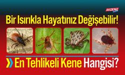 Bir Isırıkla Hayatınız Değişebilir! En Tehlikeli Keneler Hangisi?