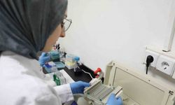 Kansere Yeni Umut; TÜBİTAK Destekli Projede Kereviz Tohumu Mucizesi