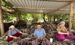 Kapıdağ Mor Soğanında Aracısız Satış Dönemi Başladı