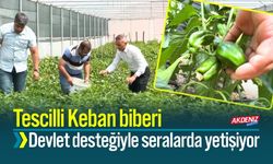 Tescilli Keban Biberi Devlet Desteğiyle Seralarda Yetişiyor