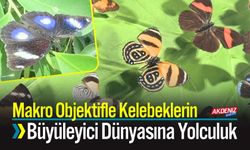 Makro Objektifle Kelebeklerin Büyüleyici Dünyasına Yolculuk