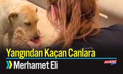 Yangından Kaçan Canlara Merhamet Eli