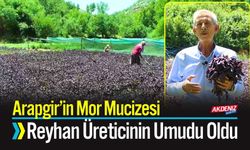 Arapgir’in Mor Mucizesi: Reyhan Üreticinin Umudu Oldu