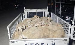 Parayı Ödemeden Kaçtılar: Hayvan Dolandırıcıları Jandarmaya Yakalandı