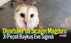 Diyarbakır'da Sıcağın Mağduru Peçeli Baykuş Eve Sığındı